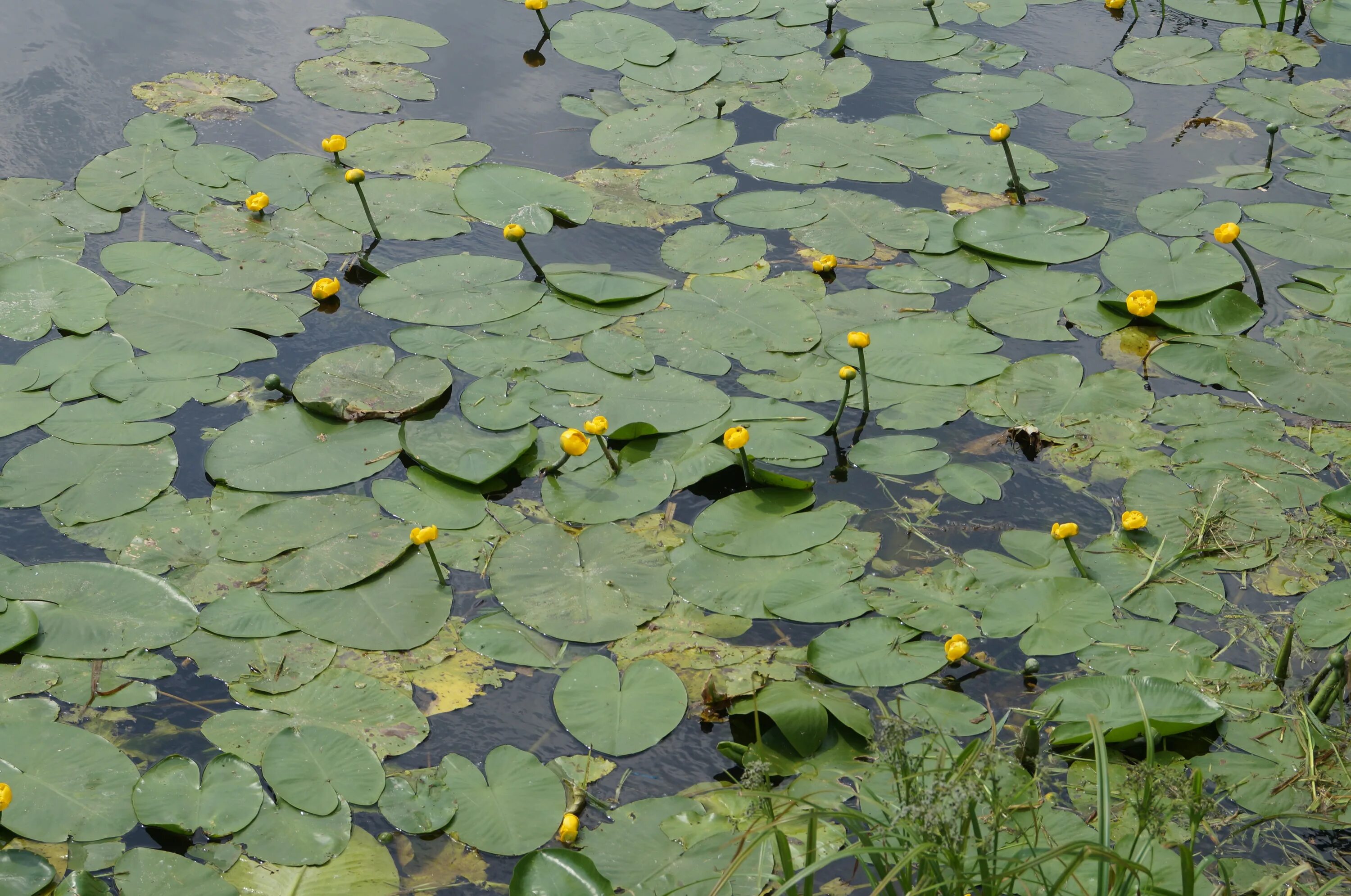 Кубышка (Nuphar). Кувшинка кубышка. Кувшинка желтая кубышка. Кубышка желтая водяная Лилия. Кубышка растет