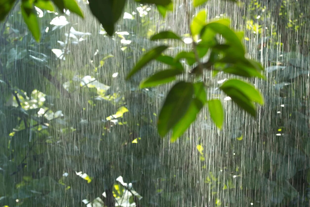 Rain tree