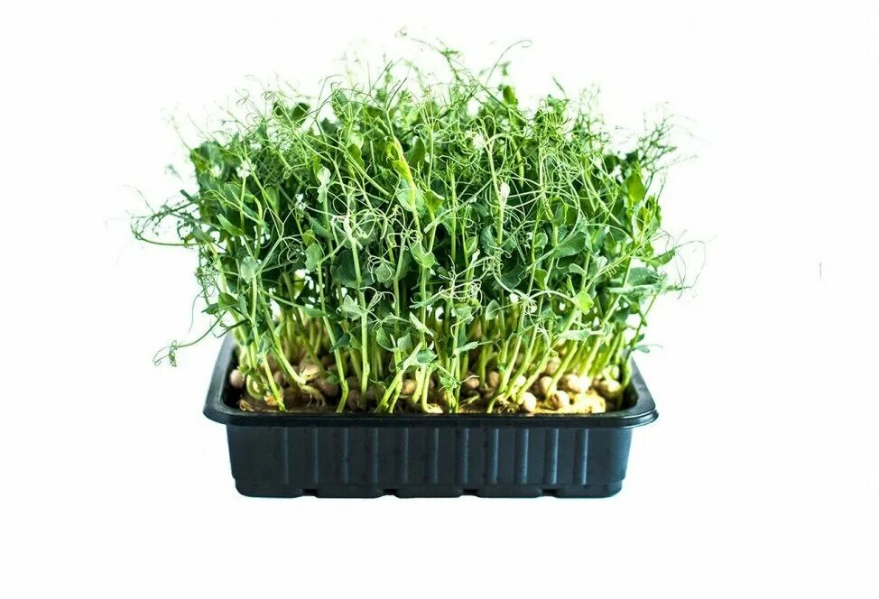 горох мадрас микрозелень. горох усатый микрозелень. кресс афила микрозелень. кресс афила микрозелень. микрозелень горошек.