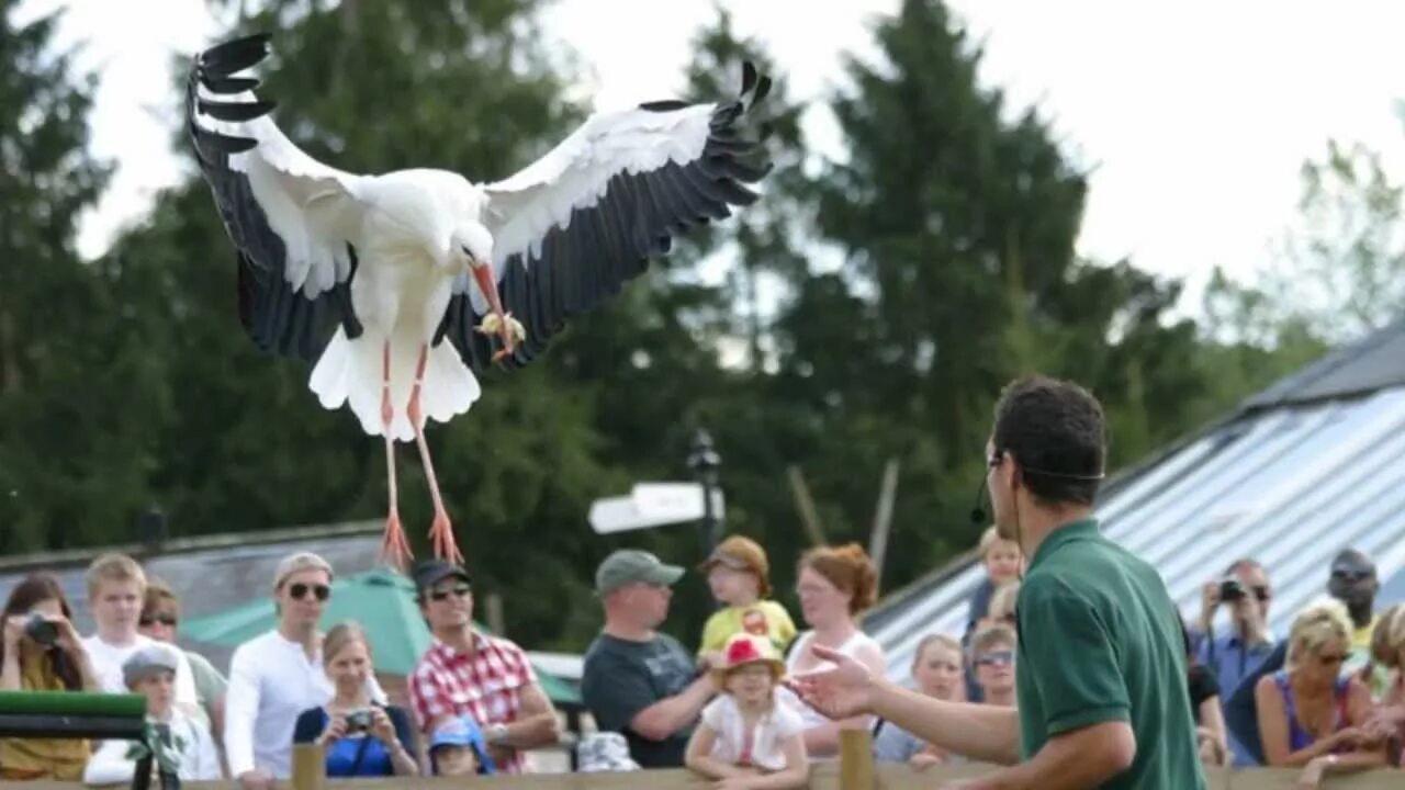 Bird show