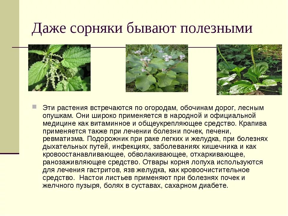 Три сорняка. Сорные растения. Сорные лекарственные травы. Лекарственное растение сорняк. Вредные растения сорняки.