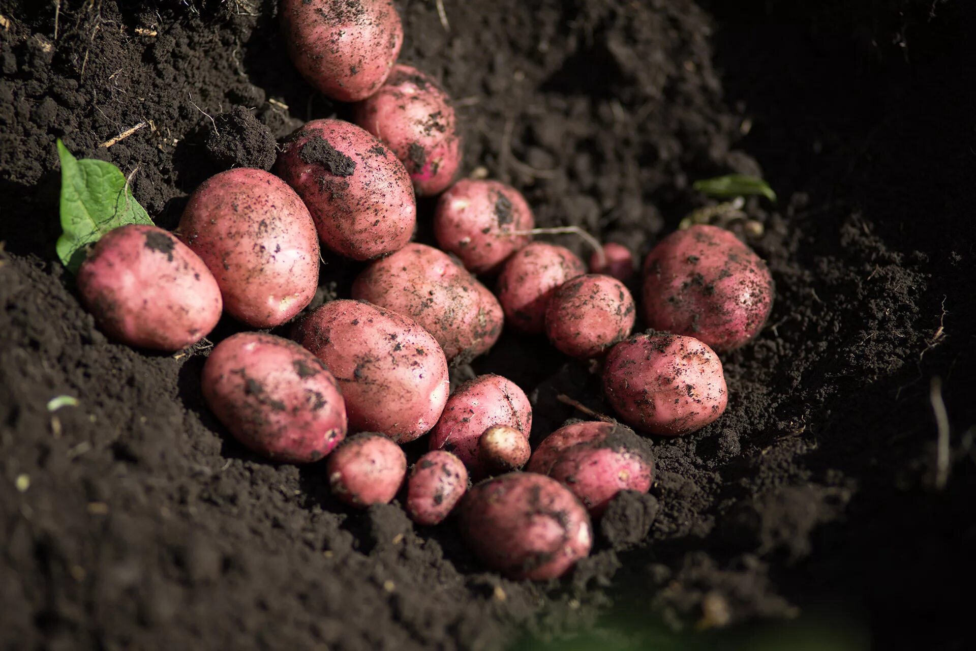 картофель семенной белорусской селекции. картофель эльмундо. лилия светоч белорусской селекции. белорусская селекция. селекция картофеля.