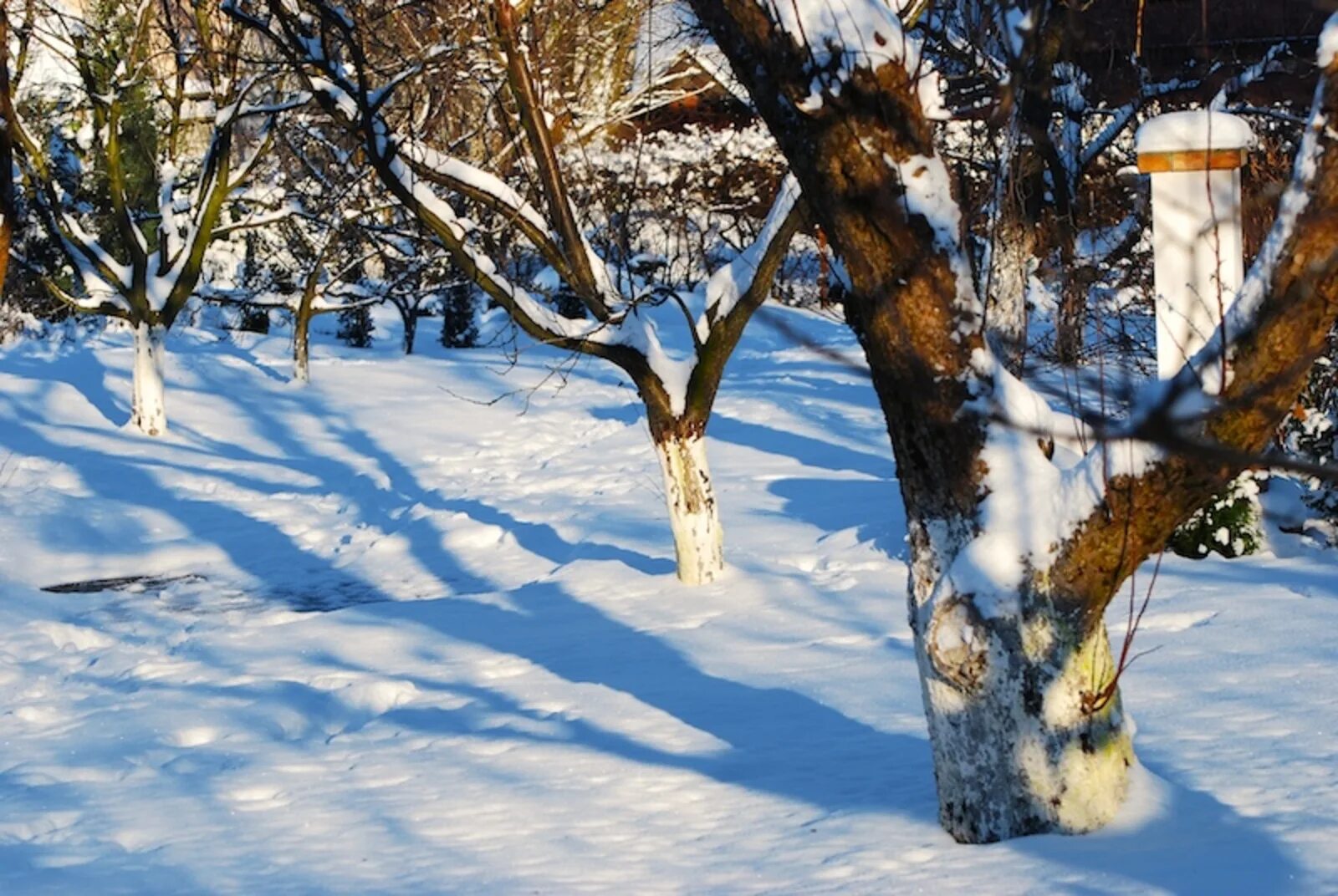 Дерево растет зимой. Деревья в снегу. Деревья для зимнего сада. Сад зимой. Деревья в саду зимой.
