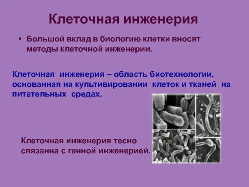 Методы клеточной инженерии в биотехнологии. Клеточная инженерия. Генная и клеточная инженерия. Клеточная инженерия в биотехнологии. Методы клеточной инженерии.