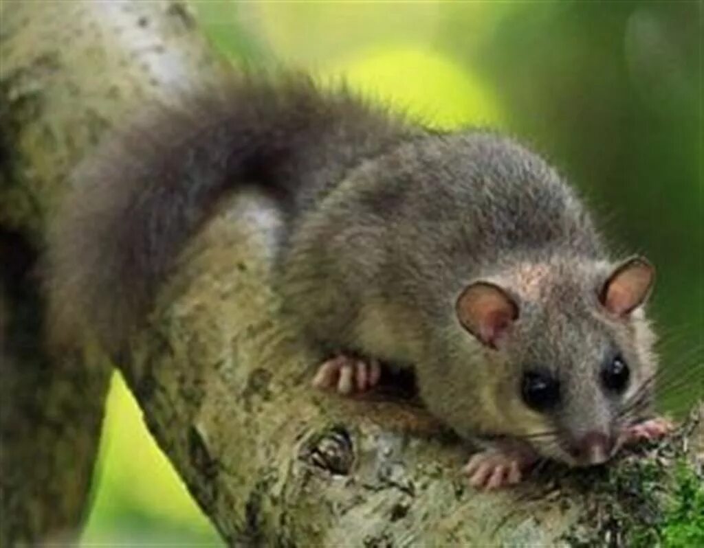 Соня-полчок. Соня полчок животное. Сонька животное. Белка соня полчок. Орешниковая соня.