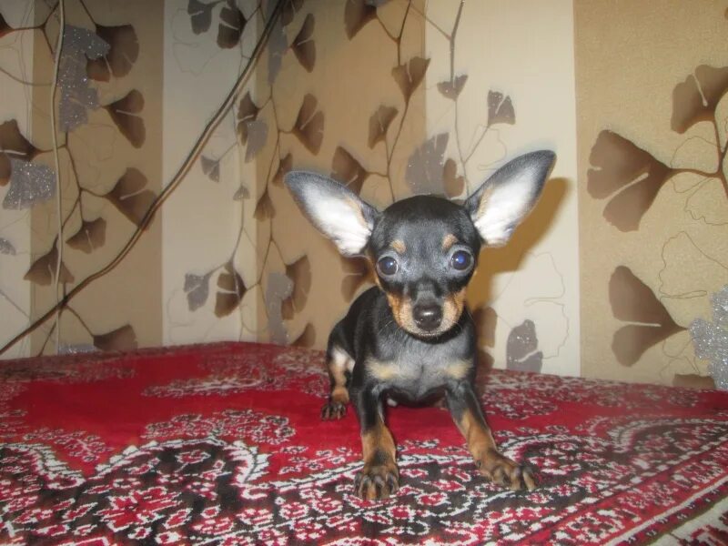 Той терьер москва и московская область. Той терьер москва и московская область. Русский той терьер в хорошие руки. Русский той-терьер фото. Той терьер плавает.