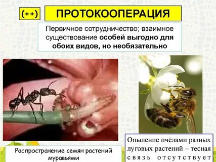 Совместное существование выгодно для обоих видов