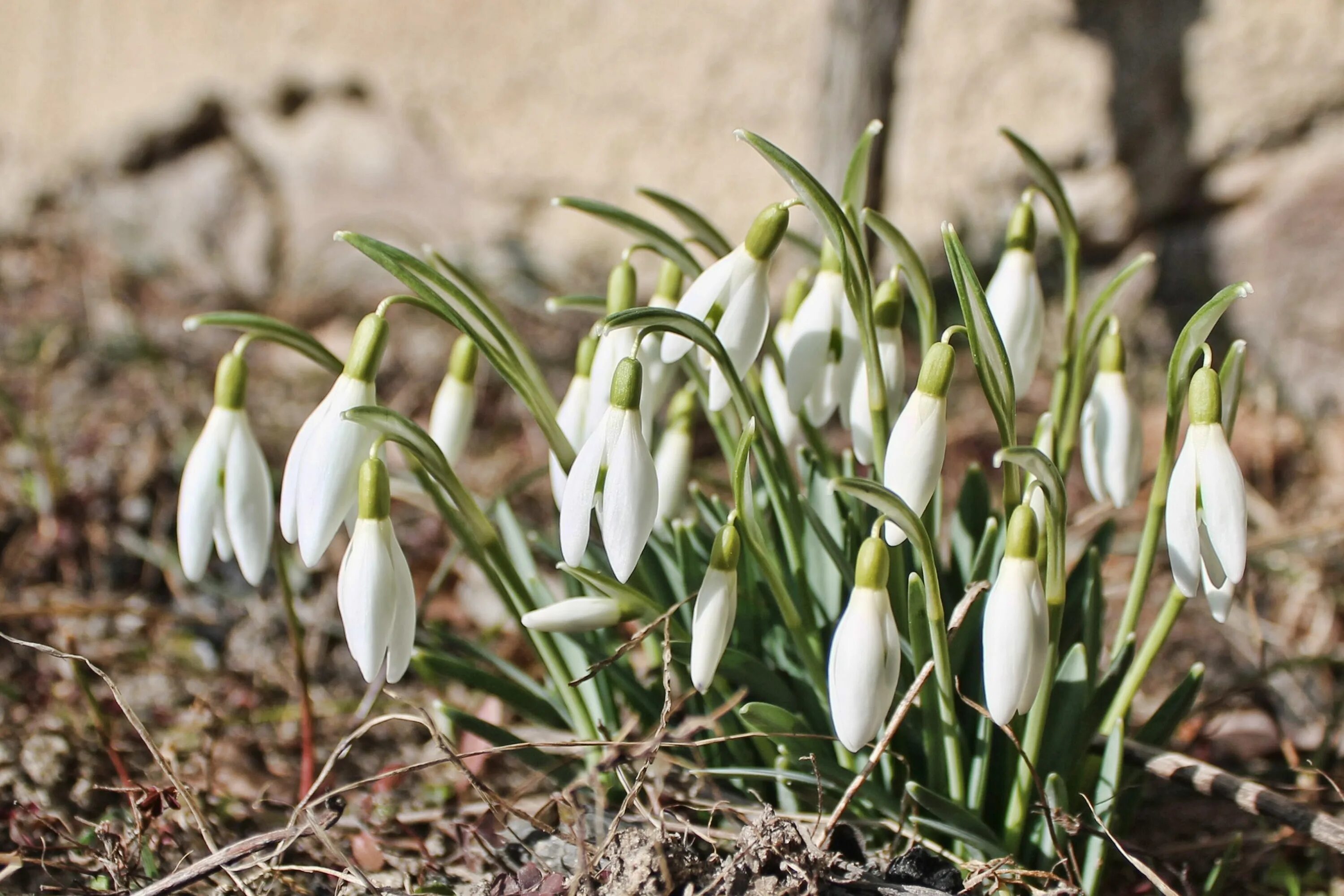 Когда выходят подснежники. Подснежников (Galanthus. Подснежник Галантус кавказский. Подснежник узколистный. Галантус белый Подснежник.