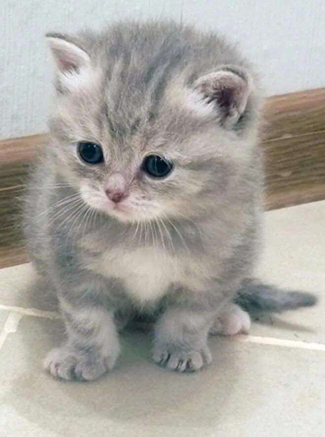 Кошки маленькие. Маленький серенький котенок. Маленькая серенькая кошечка. Котята фото милашки. Котята в добрые самара
