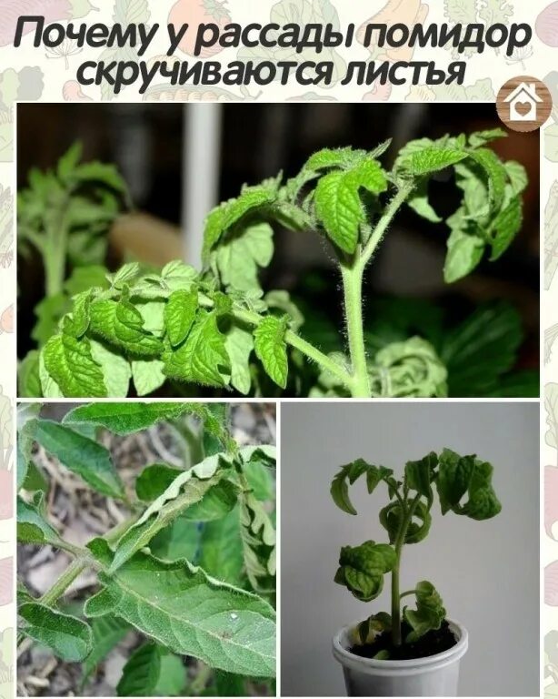 Почему скручиваются листья у рассады. Сохнут листья у рассады томатов. Скручиваются листья у рассады томатов. Почему скручиваются листья у рассады. Скручиваются верхние листья у рассады томатов.