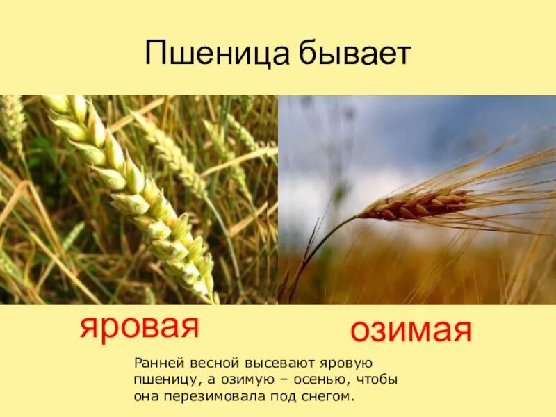 Яровая пшеница сорт Экстра. Зерновые культуры культура пшеница озимая. Озимая и Яровая пшеница. Озимая и Яровая пшеница отличия.