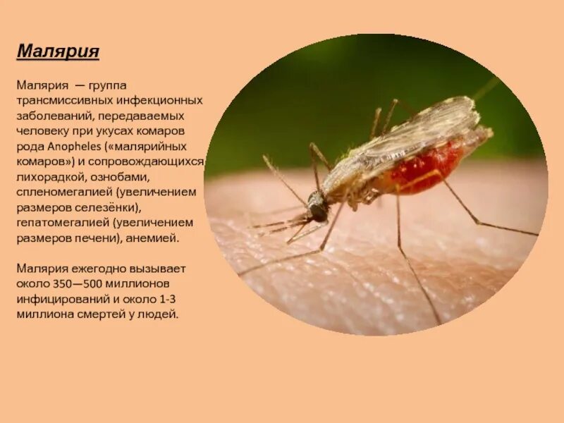 Малярия в домашних условиях. Малярия возбудитель малярийный комар. Комаров рода Anopheles. Комар переносчик малярии малярийный комар. Трансмиссивные инфекционные болезни малярия.