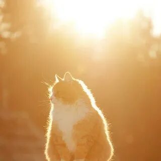 3 кота на солнце
