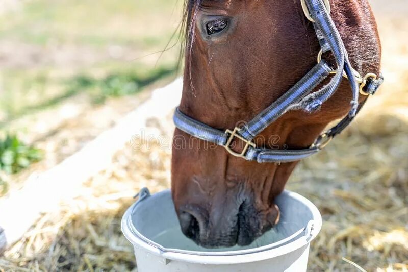 Использовать практически в любом. Лошадь пьет воду. Лошадь пьет воду из ведра. Смахивалка воды для лошади. Рисунок конь пьет воду из ведра.