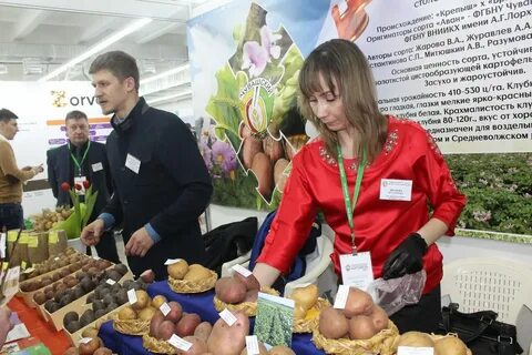 Фанц северо востока