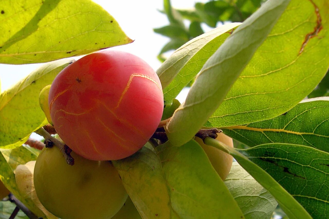 Хурма (Diospyros kaki). Японская хурма кустарник. Хурма Восточная Diospyros kaki l. Хурма жемчужина