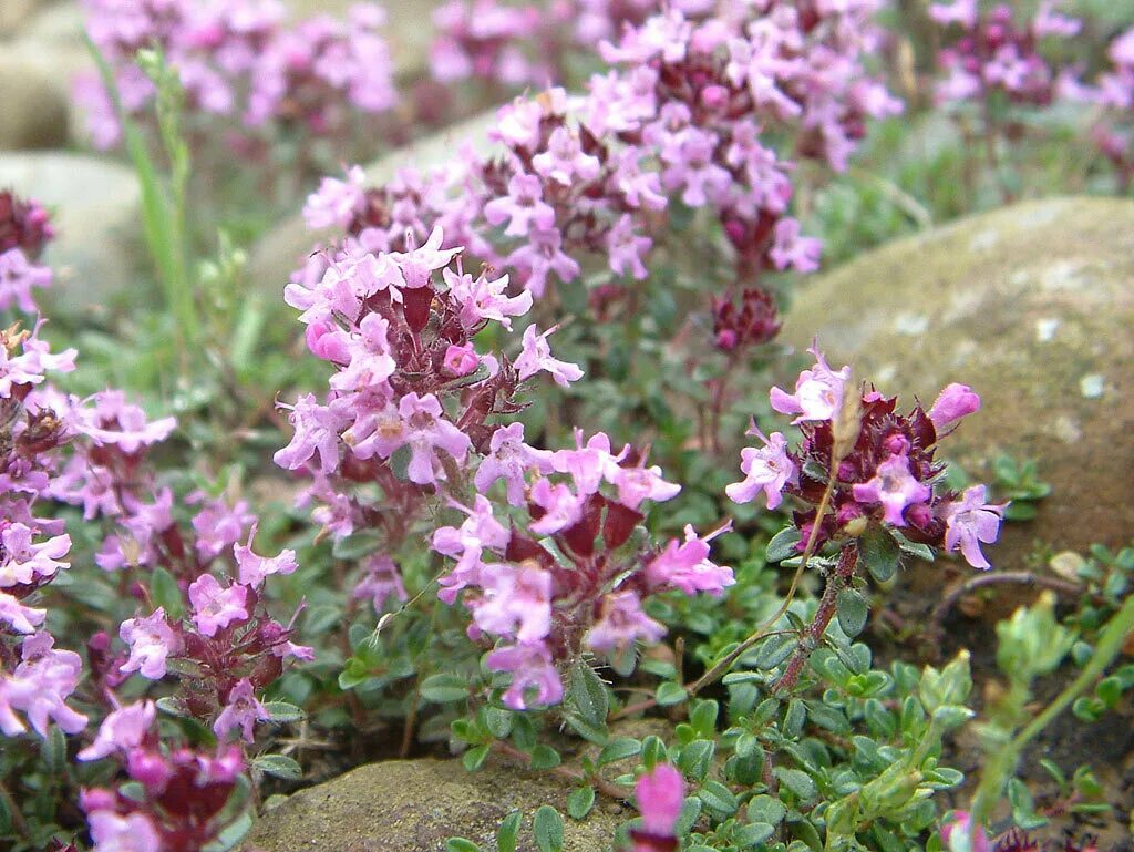 Чабер и чабрец. Тимьян (thymus). чабрец (thymus serpyllum). чабрец (thymus serpyllum l.). тимьян splendens.