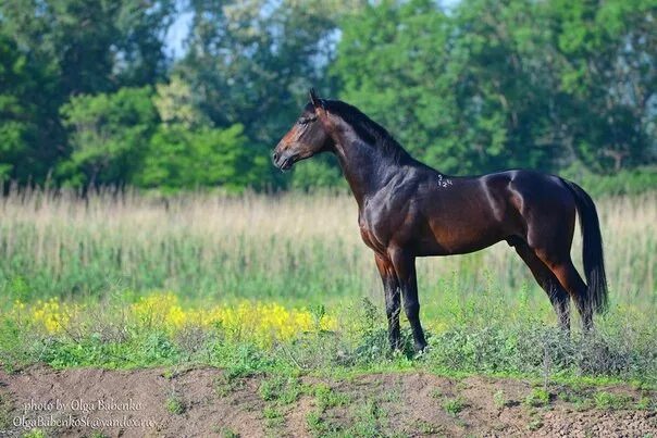 лошадь 4 года. лошадь 4 года. лошадь 4 года. езда для 4х летних лошадей. лошадь 4 месяца.