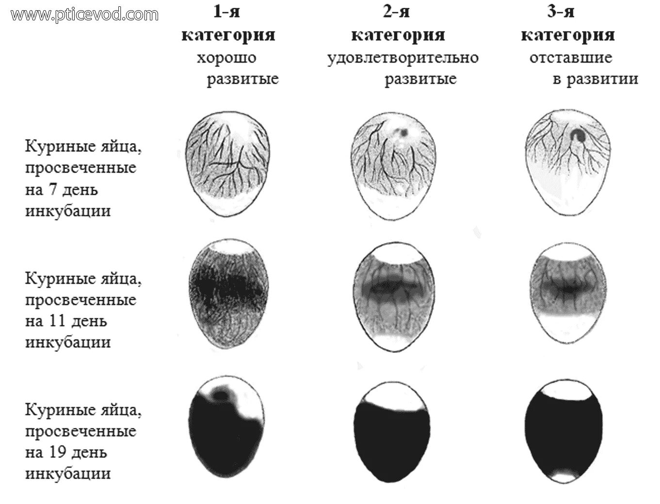 На какой день проверять яйца