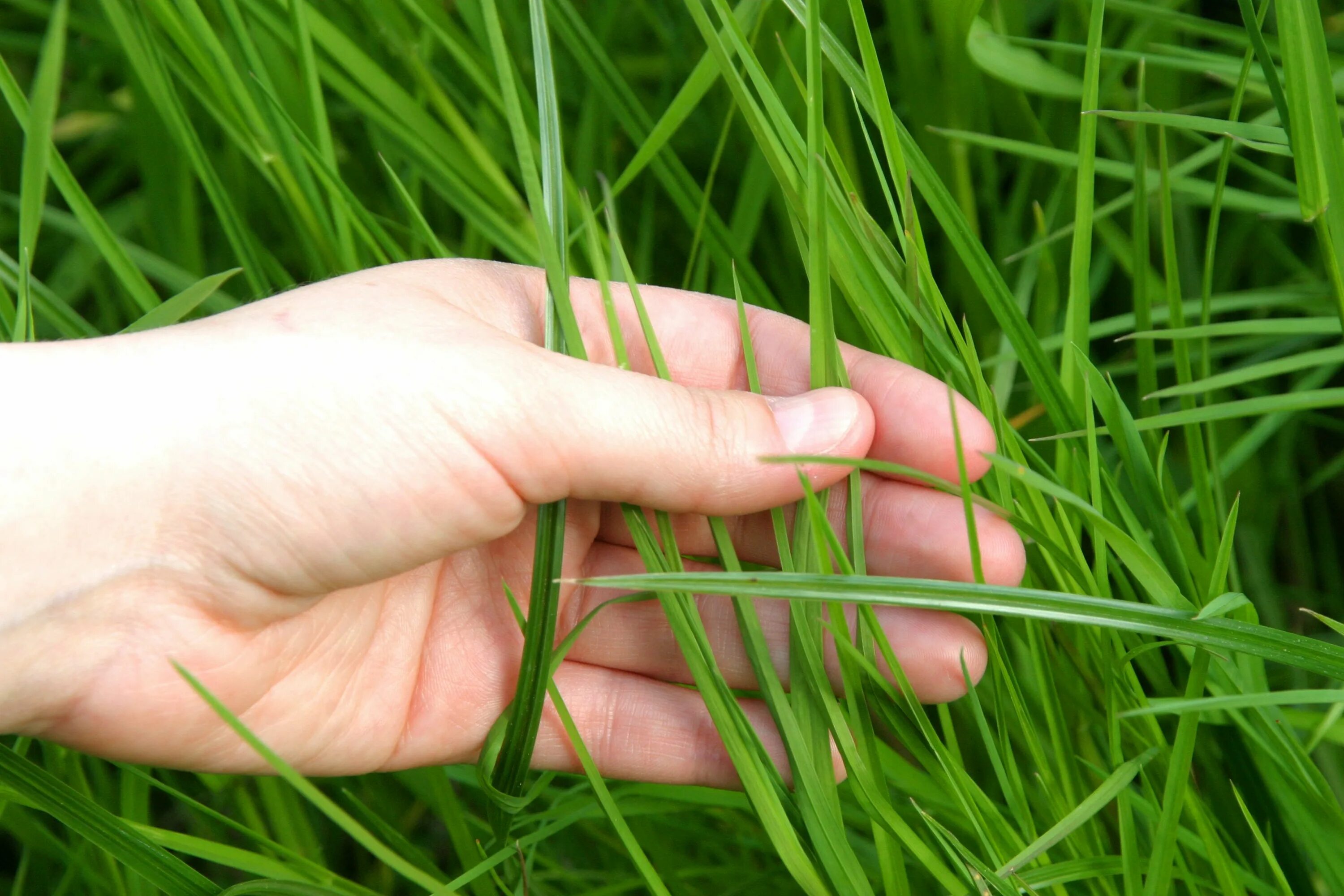 О какой траве идет речь. Трава. Осока трава режется. Зеленая трава во сне. Трава которая может порезать.