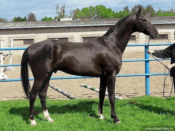 Завод 170. Шаэль конный завод. Ставропольский конный завод. Конный завод имени Шамборанта. Конезавод 170.