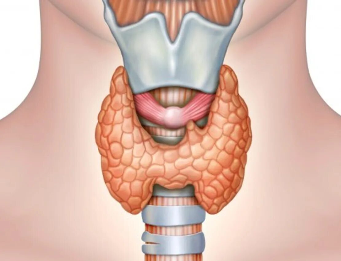 Зоб щитовидная железа анатомия. Thyroid щитовидная железа. Щитовидная железа и трахея анатомия. Щитовидная железа анатомия 3д.