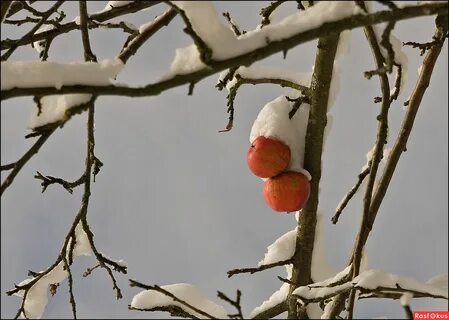 Зимние яблони
