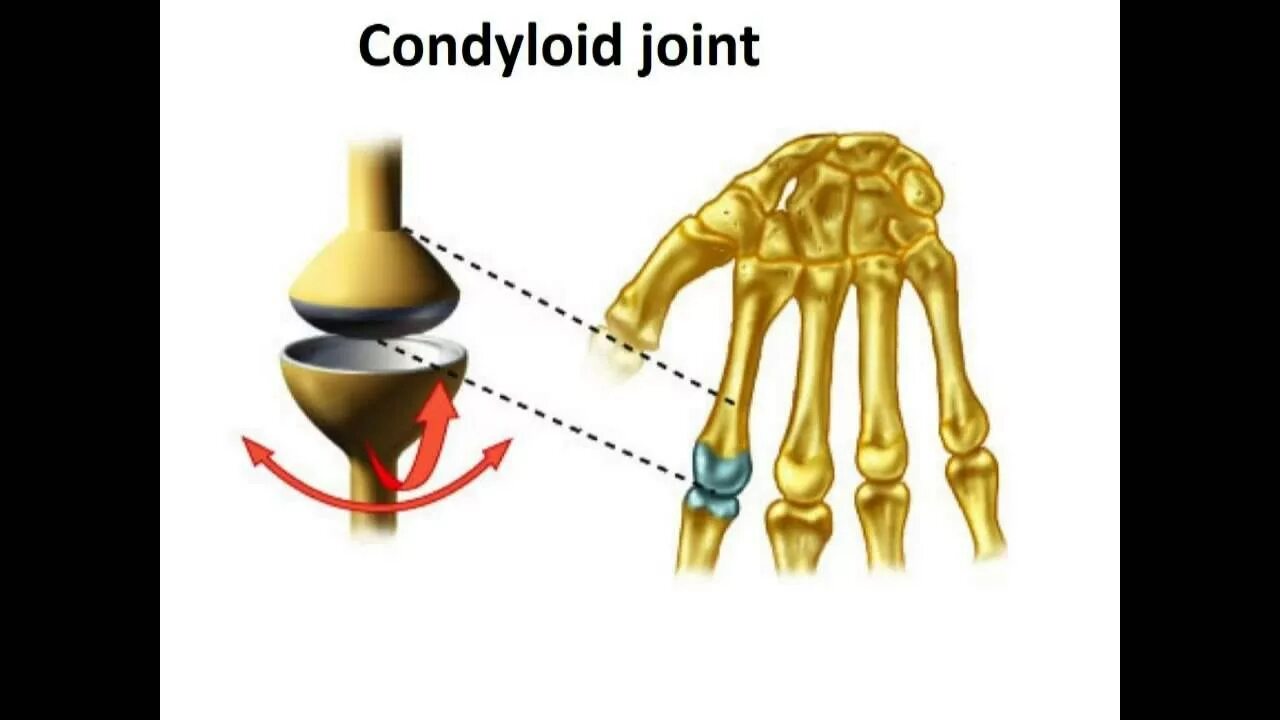 Joint function. Ellipsoid joint,. ellipsoidea сустав. classification of joints. металлический сустав шарнир.