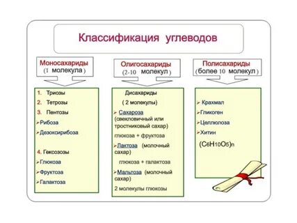 К полисахаридам относятся