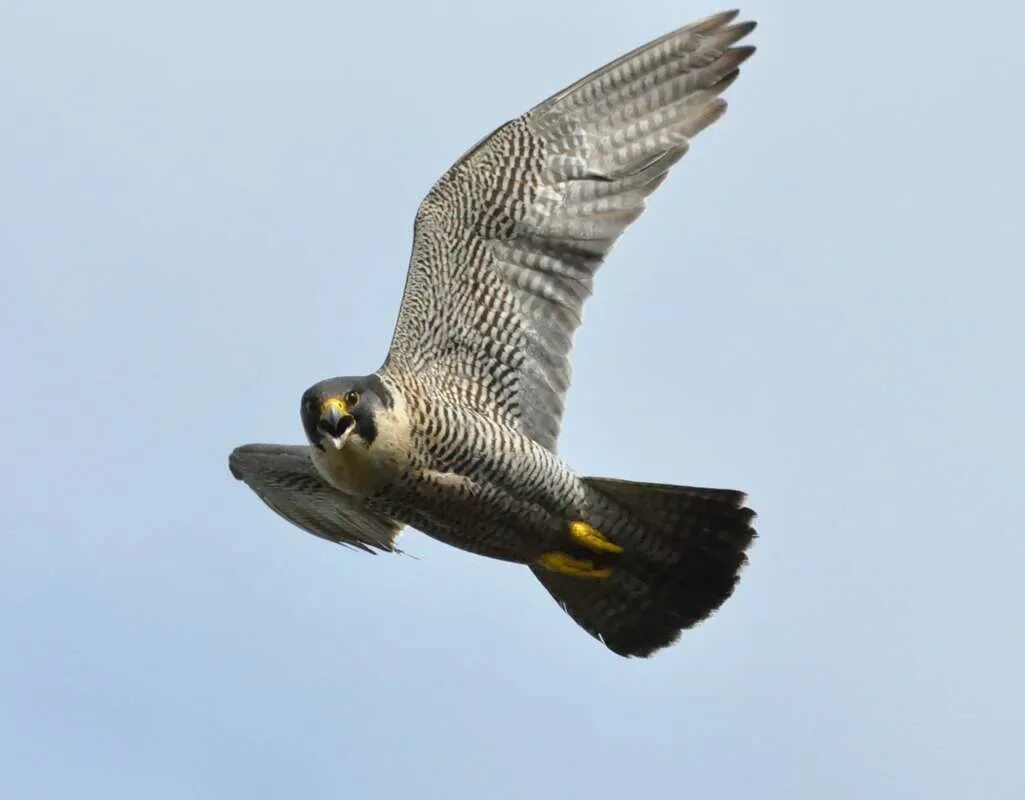 Гинандроморфы птицы. Особая птица. Рифовая цапля. Тим флэк фотограф. Особая птица.