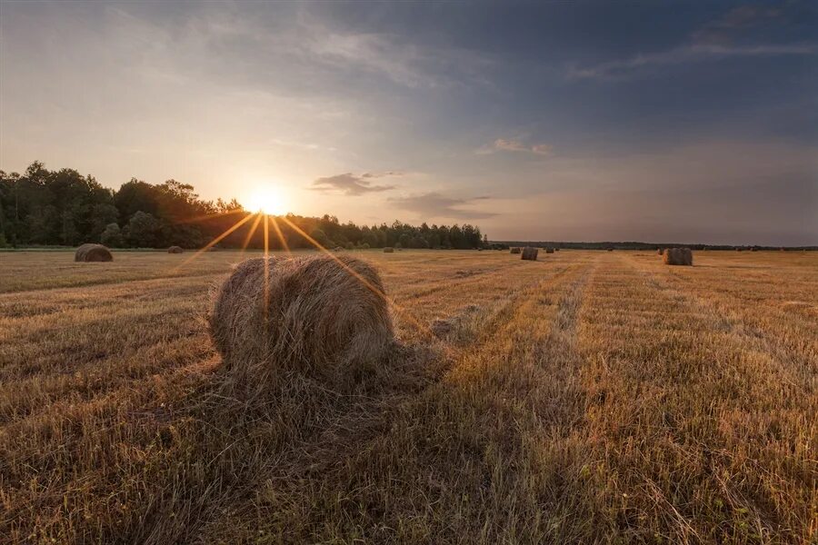 Поле 2 июля. Русское поле одуванчики. Поля в поселке сенной. Поле цветов в августе. Гуор бронницы.