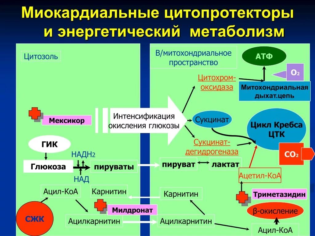 Атф анаболизма. Обменные процессы биохимия. Энергетический обмен схема. Схема процессов энергетического обмена. Миокардиальные цитопротекторы.