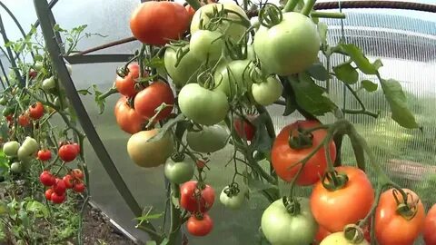 Чтобы помидоры краснели дома сорванные зеленые