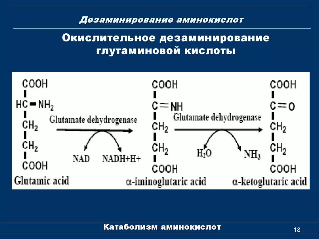 Окислительное дезаминирование глутаминовой. Окислительное дезаминирование глутаминовой аминокислоты. Реакцию окислительного дезаминирования глутамата. Реакция окислительного дезаминирования.