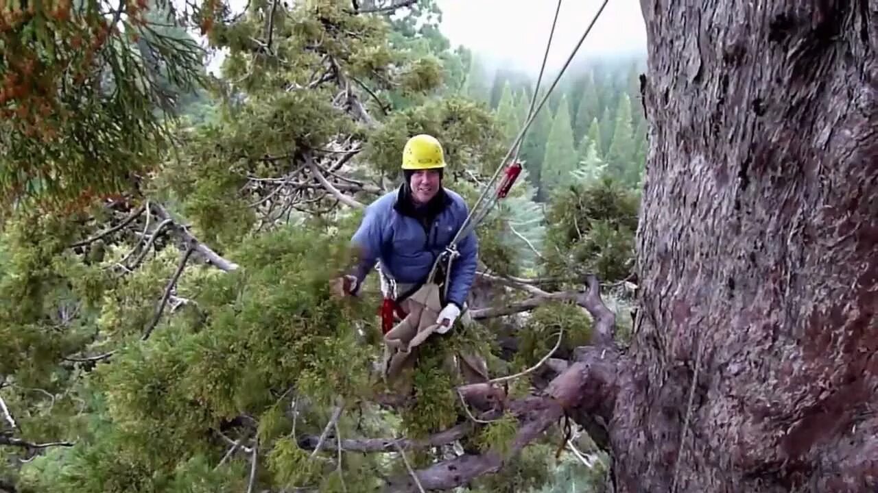 I climb trees