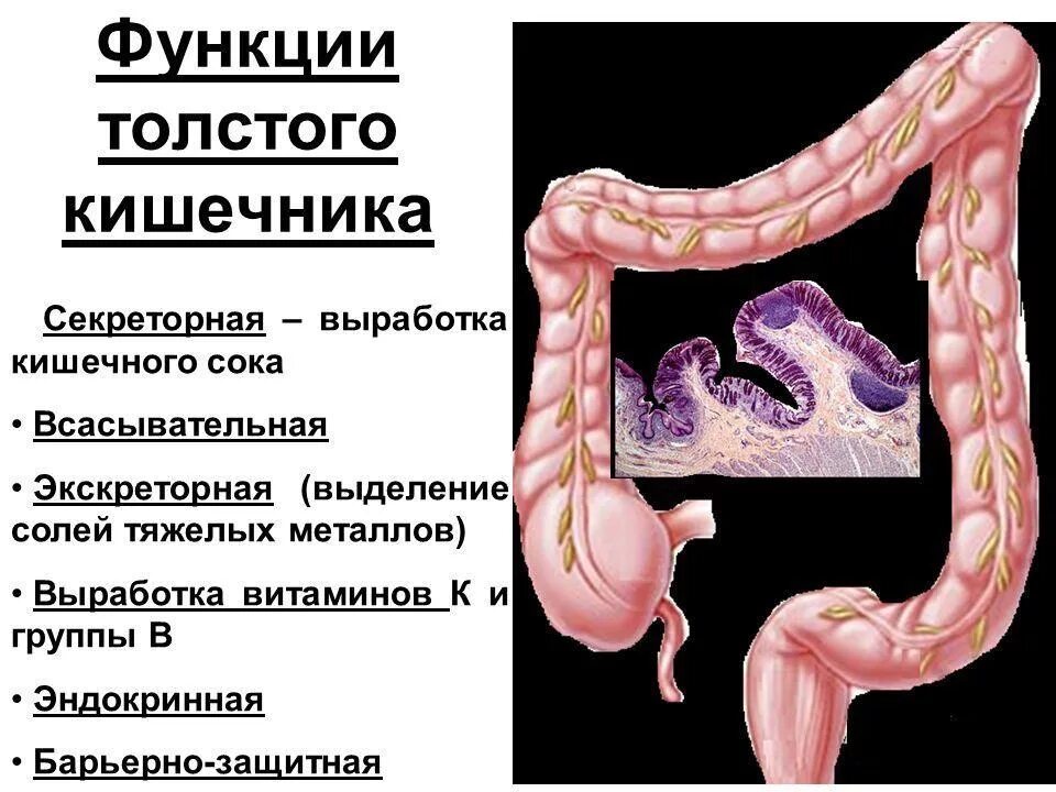 Какие отделы в толстом кишечнике. Толстая кишка функции. экскреторная функция толстого кишечника. отделы толстой кишки строение функции. толстая кишка основные функции.