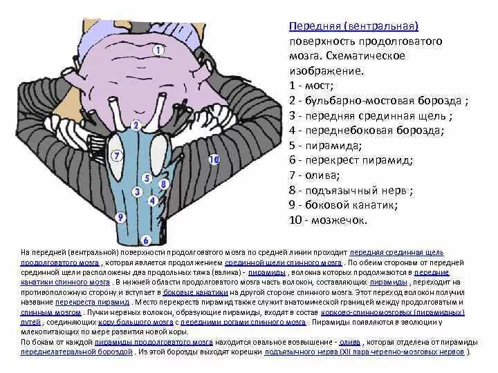 Вентральная поверхность продолговатого мозга. Передняя вентральная поверхность продолговатого мозга. Продолговатый мозг рельеф вентральной поверхности. Возвышения продолговатого мозга. Передняя срединная щель продолговатого мозга.