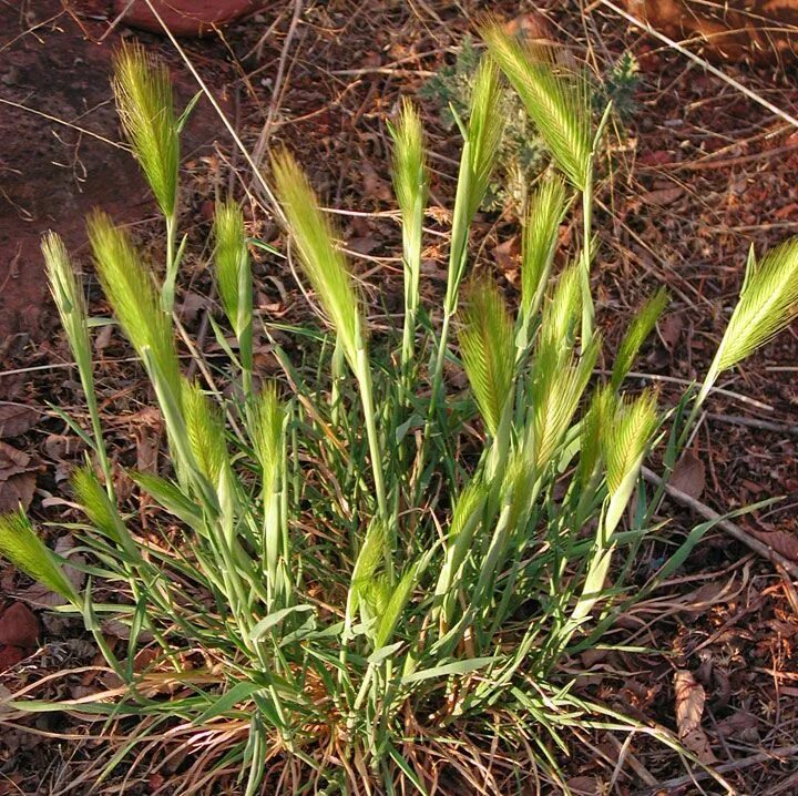 Hordeum leporinum. Ячмень ковыль щетинник. Трава остюки. Hordeum leporinum. Hordeum leporinum.