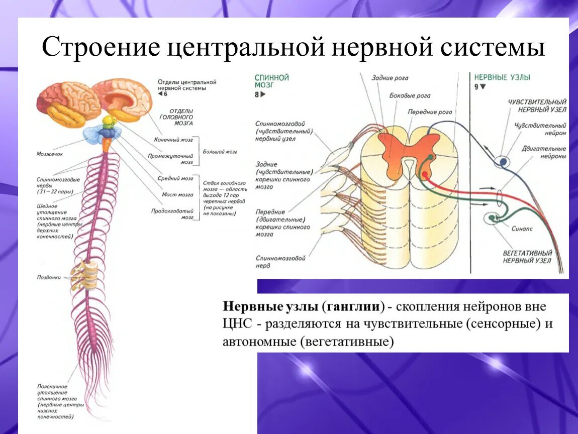 Основная структура нервной системы. Нервная система строение и функции нервной системы. Схема строения центральной нервной системы человека. Основные отделы центральной нервной системы человека схема.