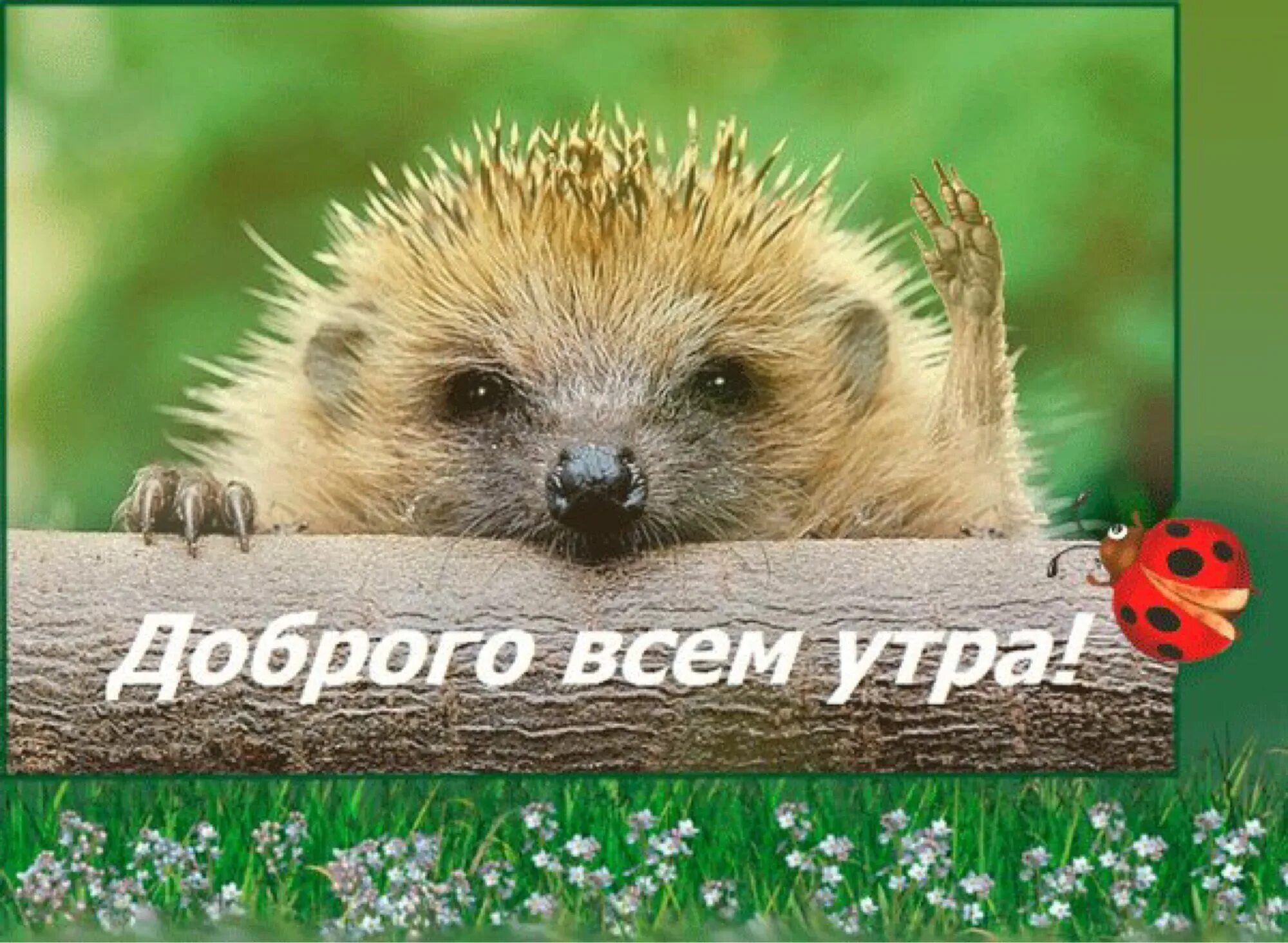 Доброе утро июля прикольные смешные картинки. Доброе утро ежик. открытки с добрым утром с изображением животных. открытки с добрым утром прикольные. доброе утро забавные животные.