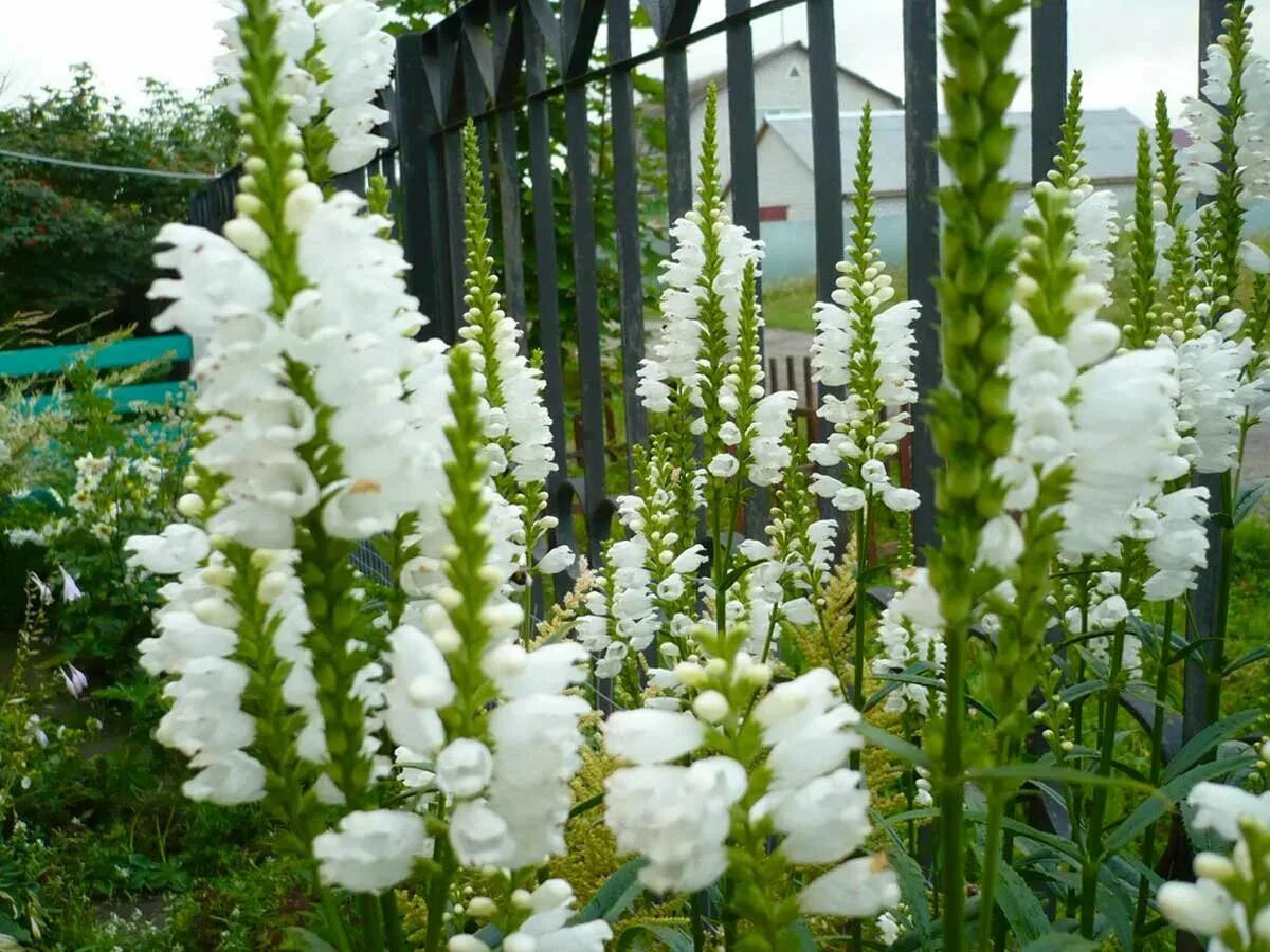 Физостегия виргинская (physostegia virginiana). Физостегия виргинская 'alba'. Физостегия виргинская саммер сноу. Физостегия белая фото. Физостегия белая фото.