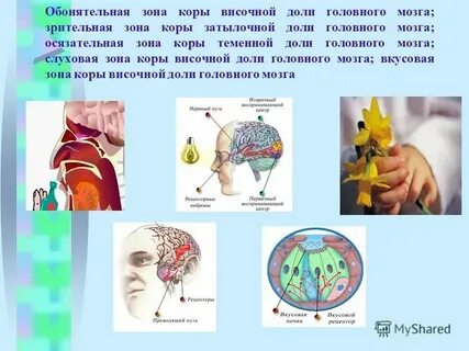 Зрительная область коры расположена