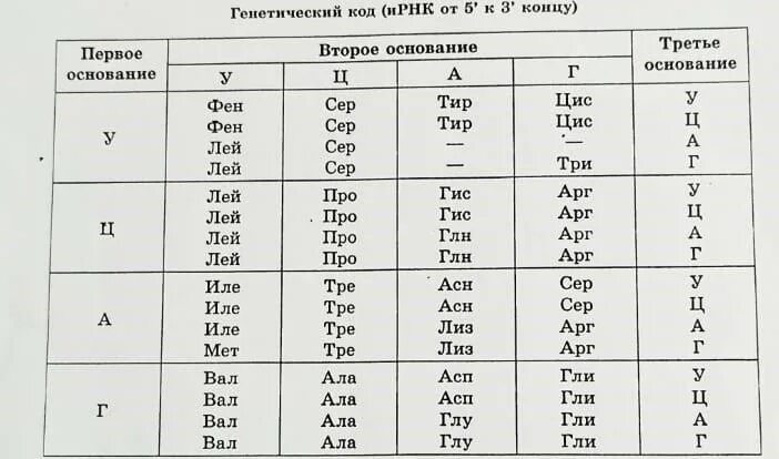 Комплиментарные цепи нуклеиновых кислот антипараллельны. Известно что комплементарные цепи нуклеиновых кислот. известно что комплементарные цепи. генетический код ирнк. комплементарные цепи днк антипараллельны.