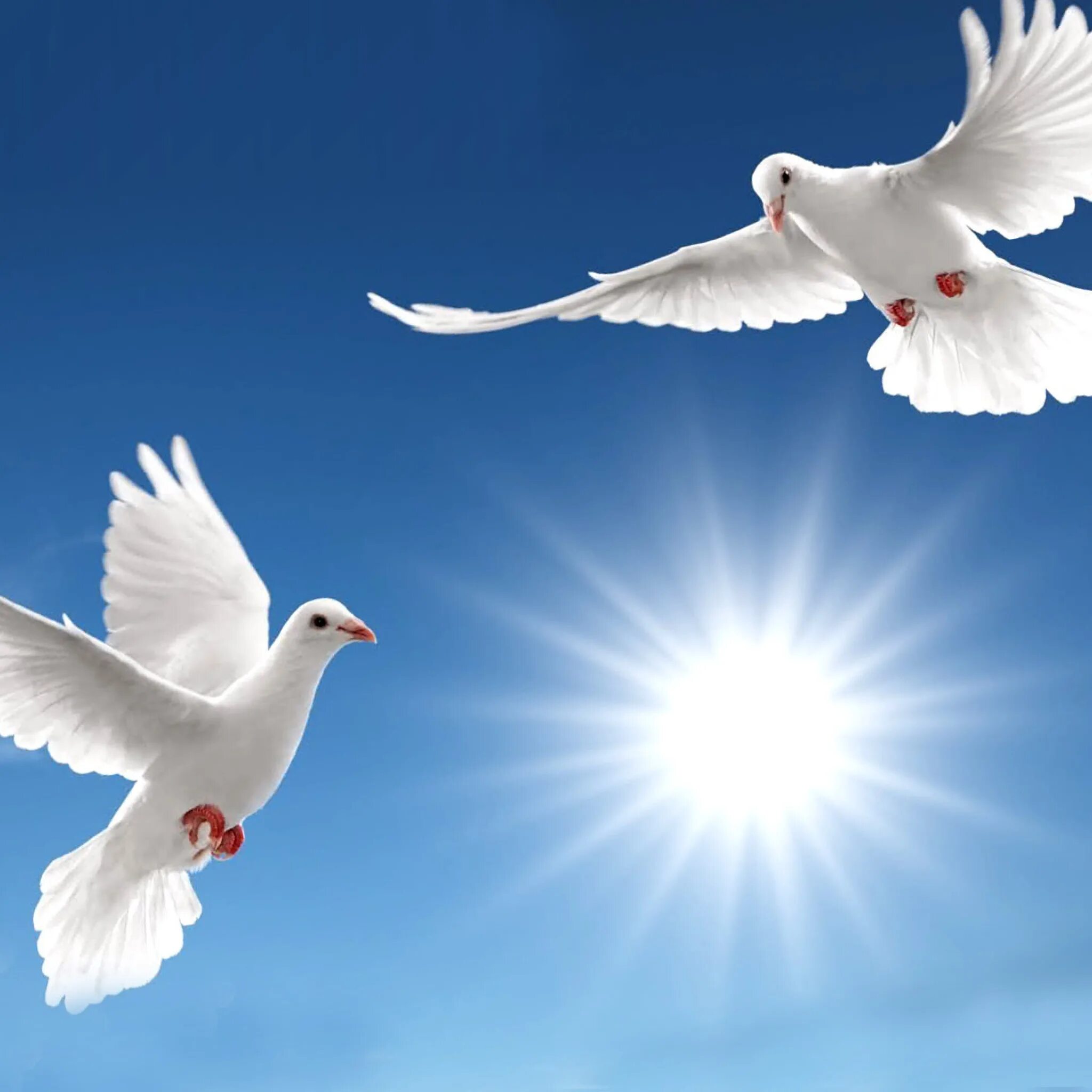 Белые голуби в небе. Пара голубей. Мадейрский голубь. Белые голуби в небе. Голубь в полете.