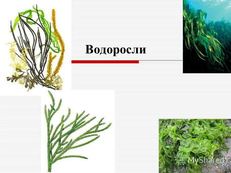 Систематические группы водорослей