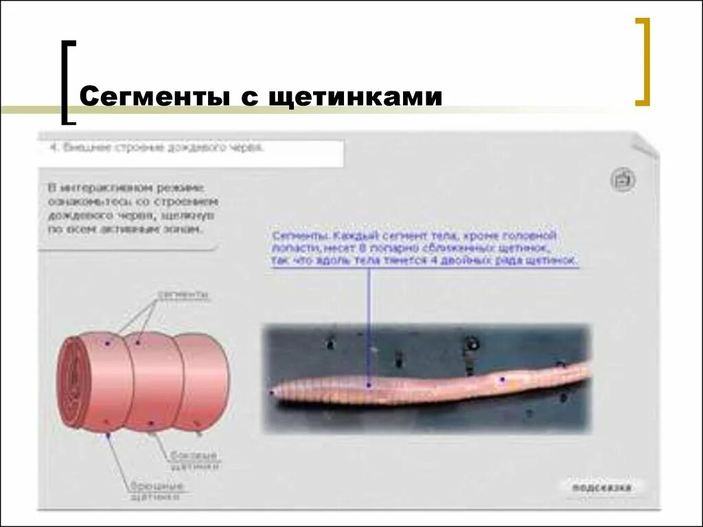 Щетинки дождевого червя. Дождевой червь строение поясок. Сегменты тела червя кольчатого. Сегменты дождевого червя. Сегменты тела кольчатых червей.