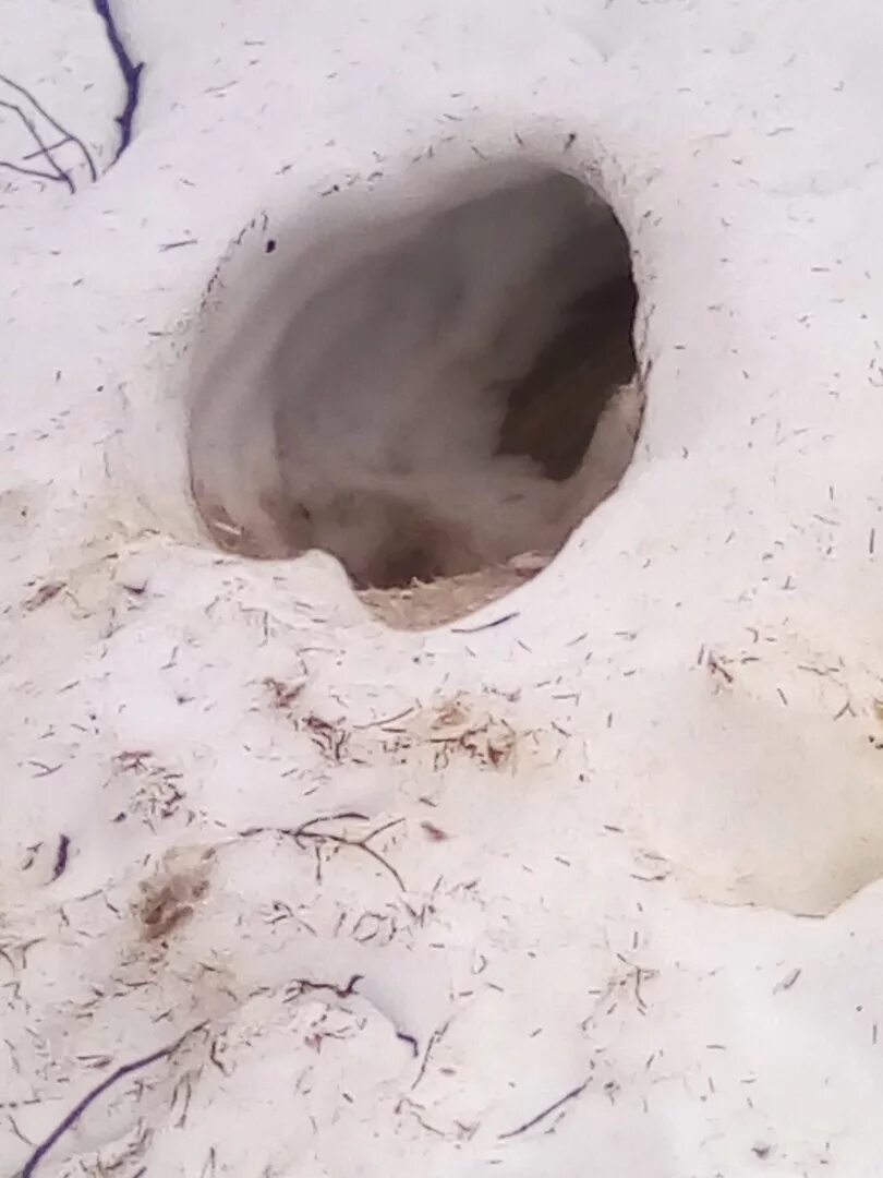 Поселок поинга сыктывдинский район. Волк бредущий. Эжва волки. Эжва волки. Волки в малой пере коми.