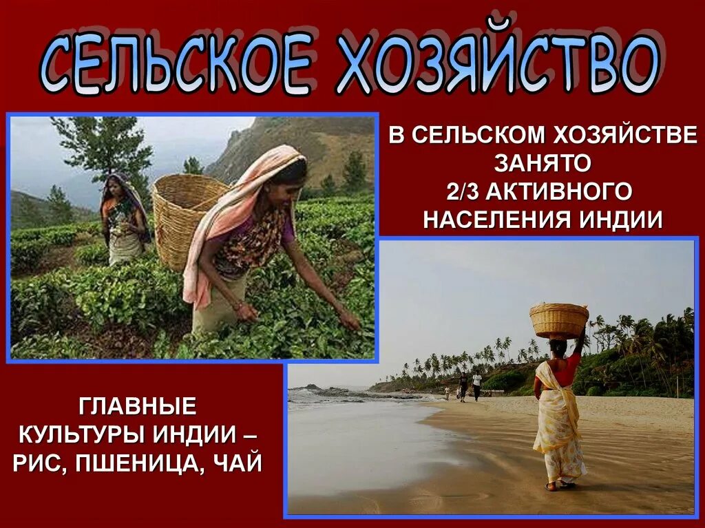 Сообщение о индии. Сельское хозяйство индии слайд. сельское хозяйство индии презентация. индия проект. индия презентация для детей.
