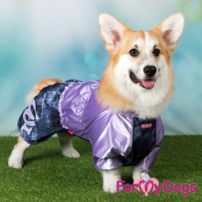 Дождевик для корги. Formydogs вельш корги. корги комбинезоны formydogs. formydogs дождевик для вельш корги. комбинезон для вельш корги.