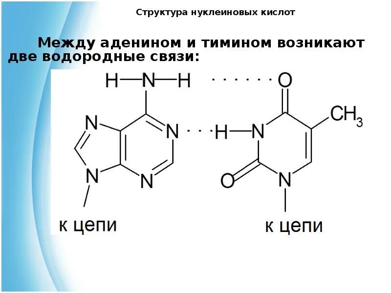 Аденин и Тимин водородная связь. Нуклеиновые кислоты аденин. Водородные связи между аденином и тимином. Водородная связь в нуклеиновых кислотах. Гуанин и цитозин водородные связи